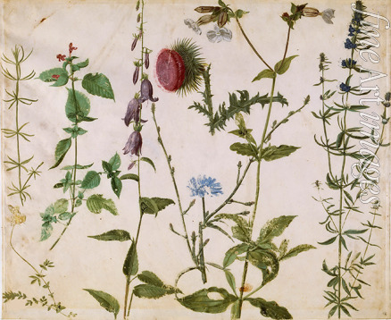 Dürer Albrecht - Acht Skizzen von Wildblumen