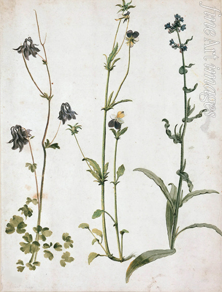 Dürer Albrecht - Akelei, Stiefmütterchen und Ochsenzunge