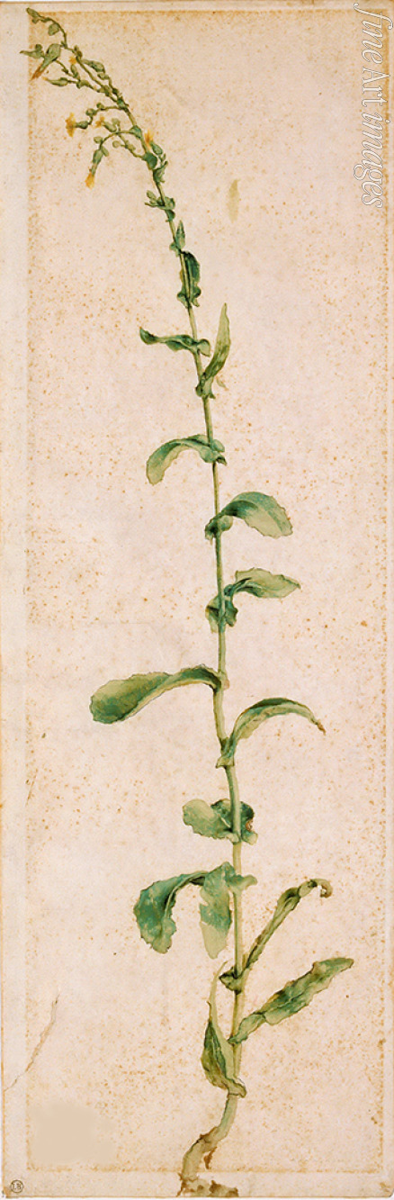 Dürer Albrecht - Tabakpflanze