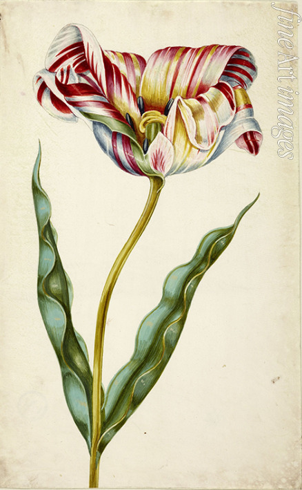Braun Johann Bartholomäus - Tulpe