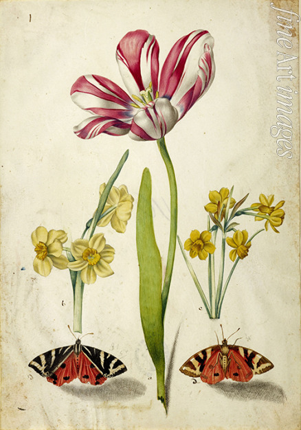 Braun Johann Bartholomäus - Tulpe, Narzissen und Schmetterlinge 