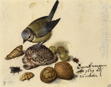 Flegel Georg - Still Life with Blue Tit, Shells, Fruits and Insects
