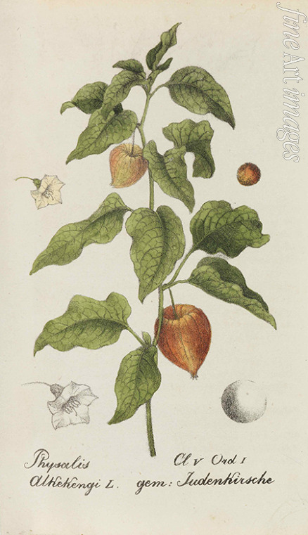 Labram Jonas David - Sammlung von Schweizer Pflanzen 