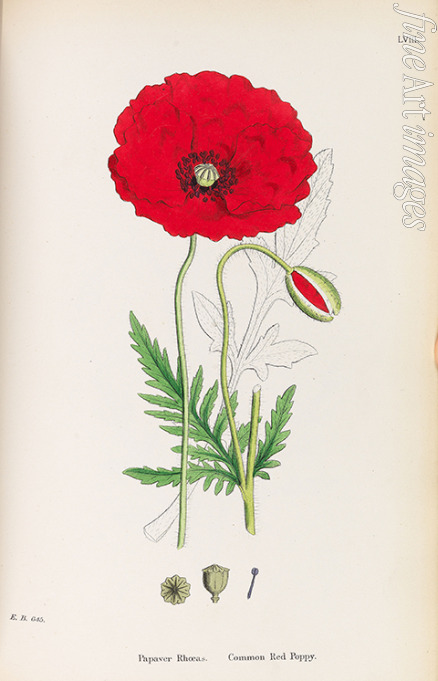 Sowerby James - English Botany