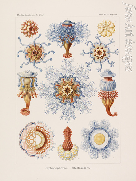 Haeckel Ernst - Kunstformen der Natur
